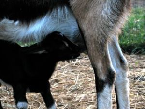 Baby goat nursing, (we use the extra milk)