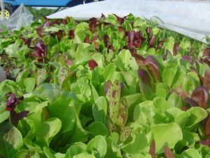 This summer's early lettuce crop